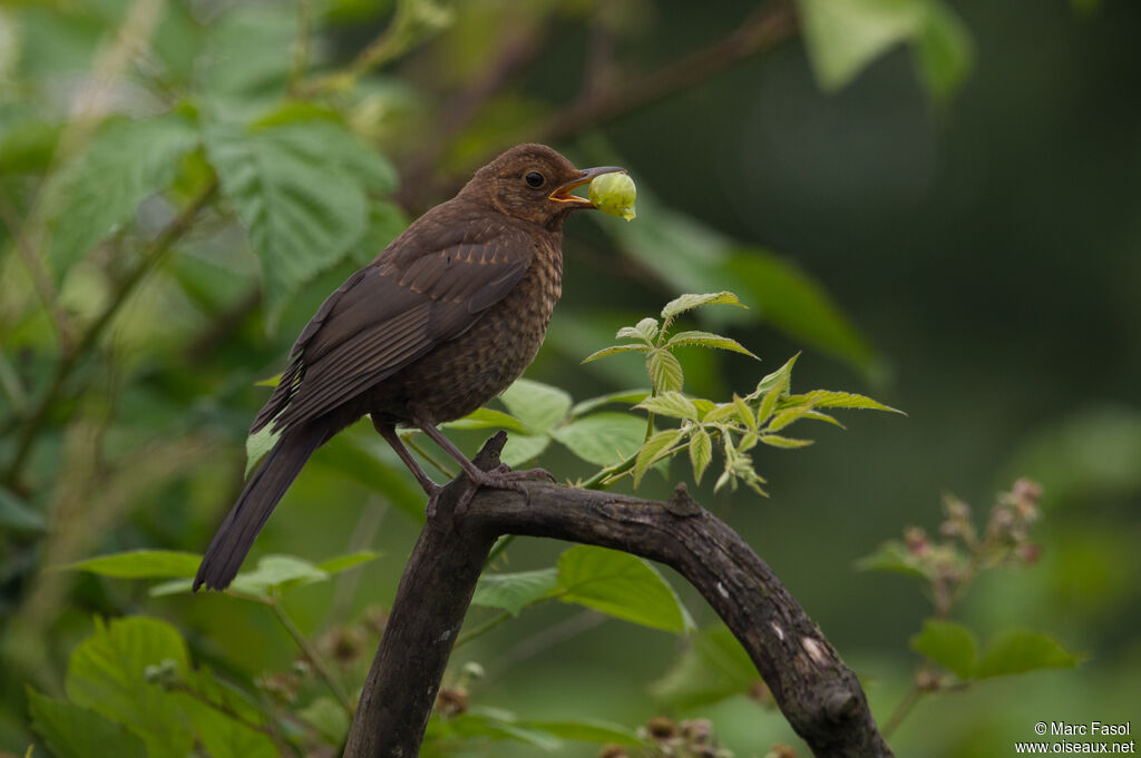 Common Blackbirdjuvenile, identification, feeding habits, eats