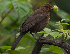 Common Blackbird