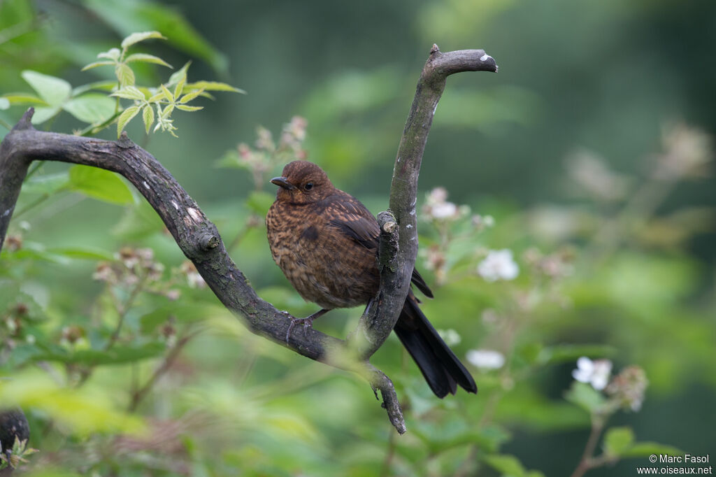 Common Blackbirdjuvenile, identification