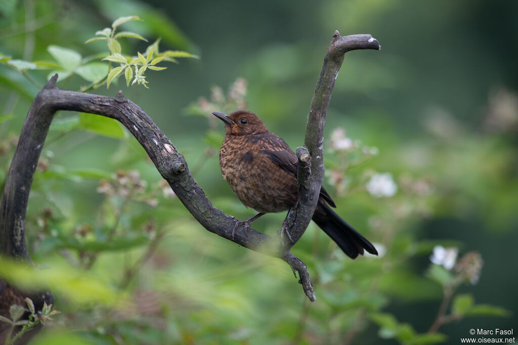 Common Blackbirdjuvenile