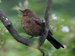 Common Blackbird