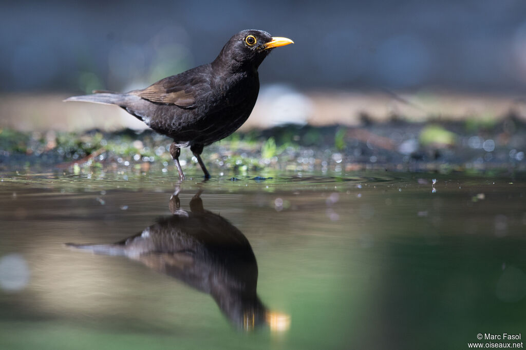 Common Blackbird male adult, identification, drinks