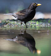 Common Blackbird