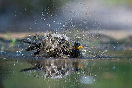 Common Blackbird