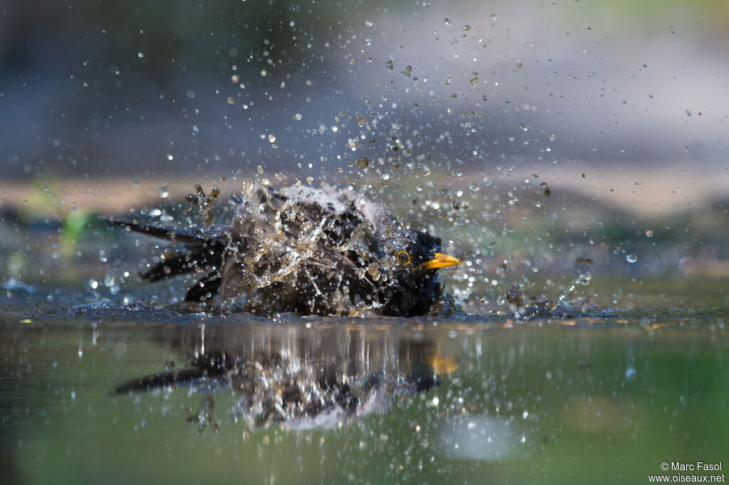 Common Blackbird male adult, care