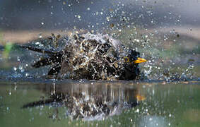 Common Blackbird