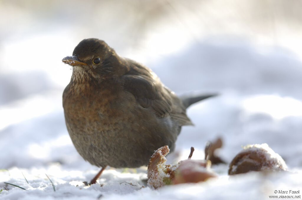 Common Blackbird female, identification, feeding habits, Behaviour