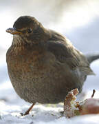 Common Blackbird