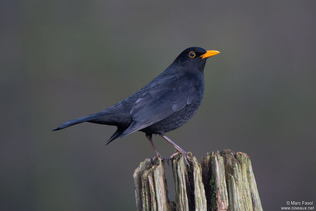 Common Blackbird male adult