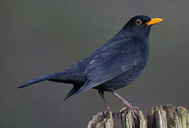 Common Blackbird