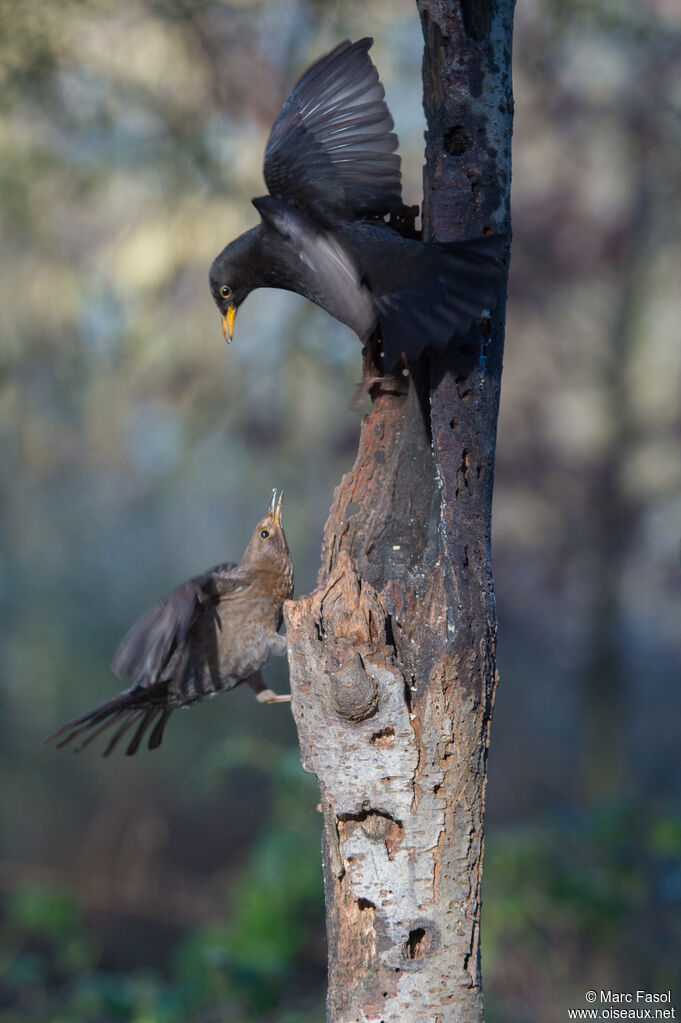 Common Blackbird