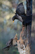 Common Blackbird