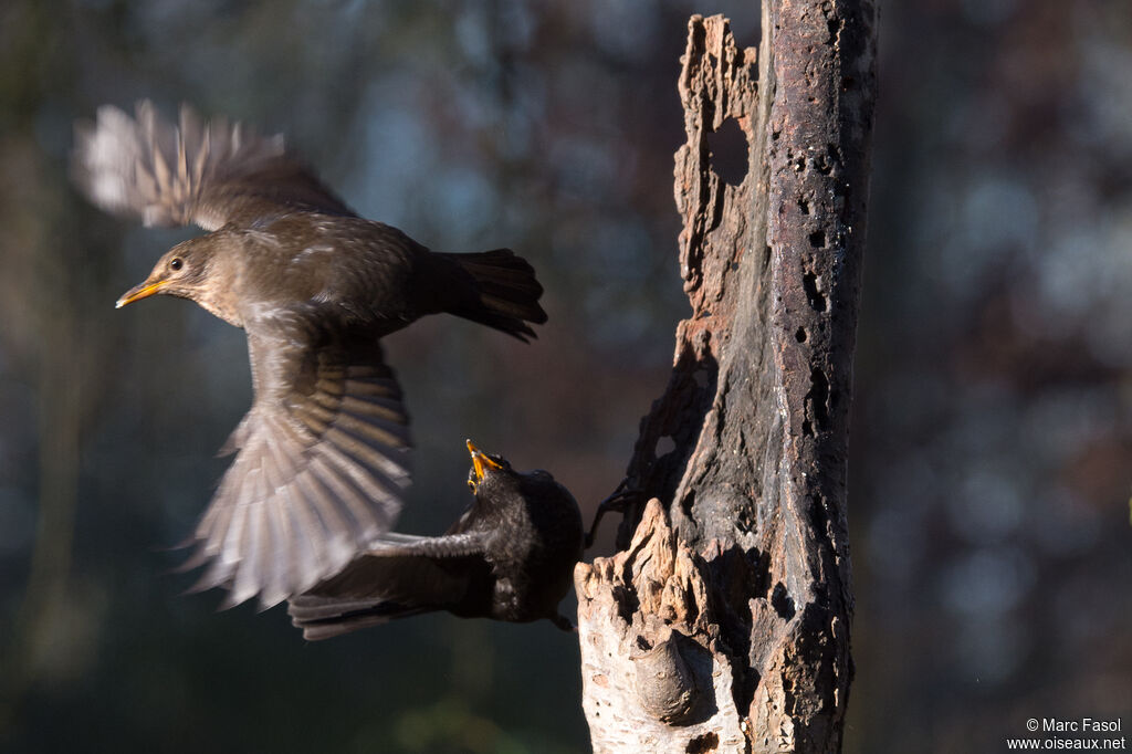 Common Blackbird