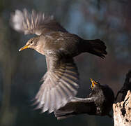 Common Blackbird