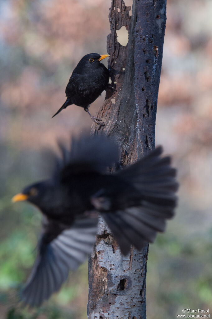 Common Blackbird