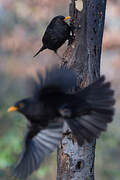 Common Blackbird