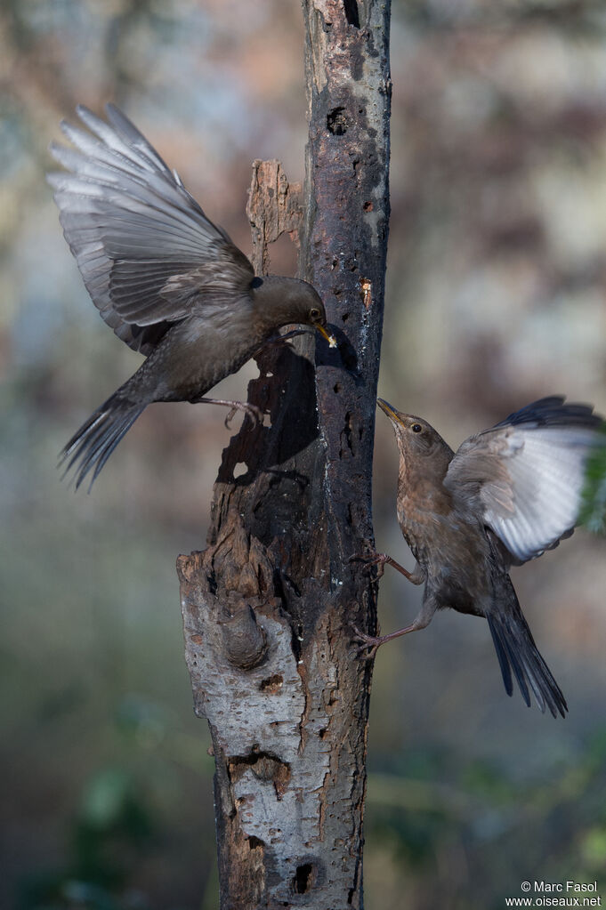 Common Blackbird