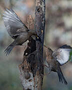 Common Blackbird