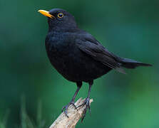 Common Blackbird