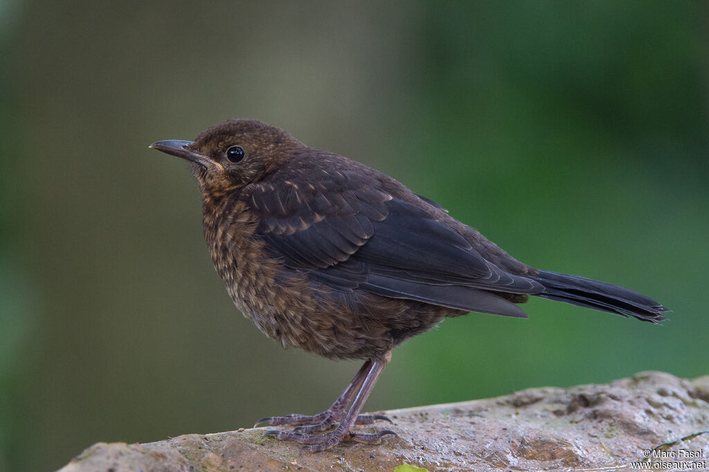 Merle noirjuvénile, identification