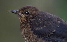 Common Blackbird