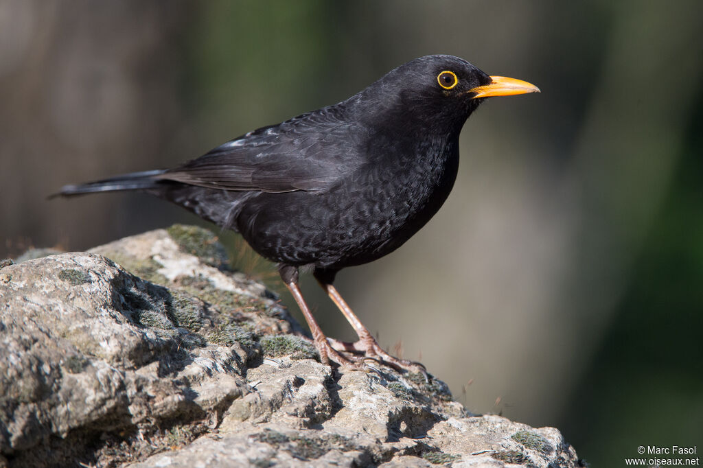 Common Blackbird male adult breeding, identification