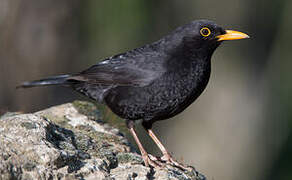 Common Blackbird