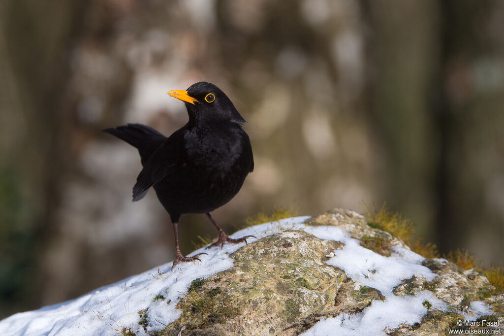 Common Blackbird male adult, identification