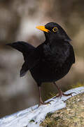 Common Blackbird