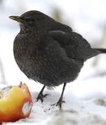 Common Blackbird