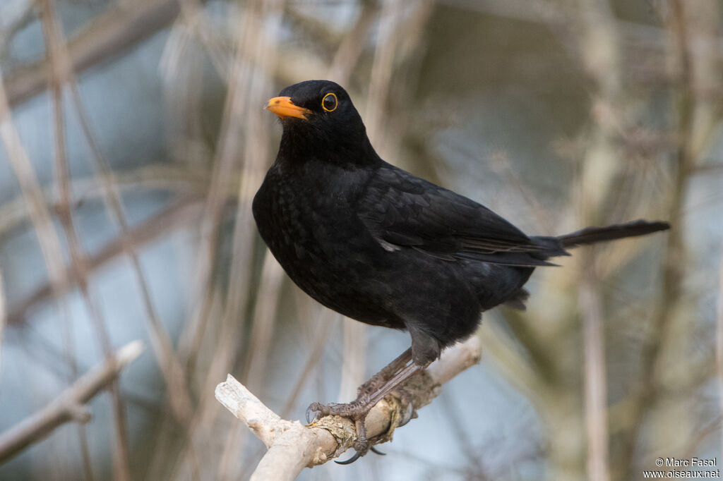 Common Blackbird male, identification