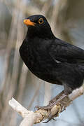 Common Blackbird