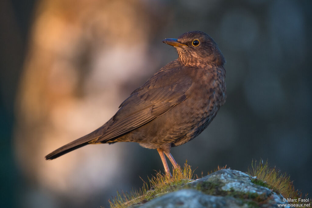 Common Blackbird female adult, identification