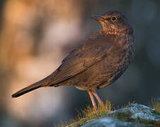 Common Blackbird