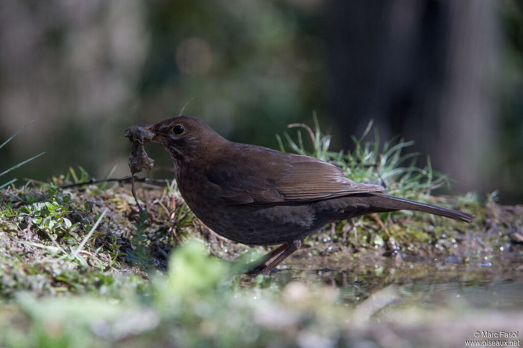 Common Blackbird female adult, identification, Reproduction-nesting