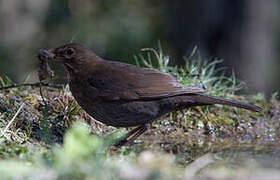 Common Blackbird