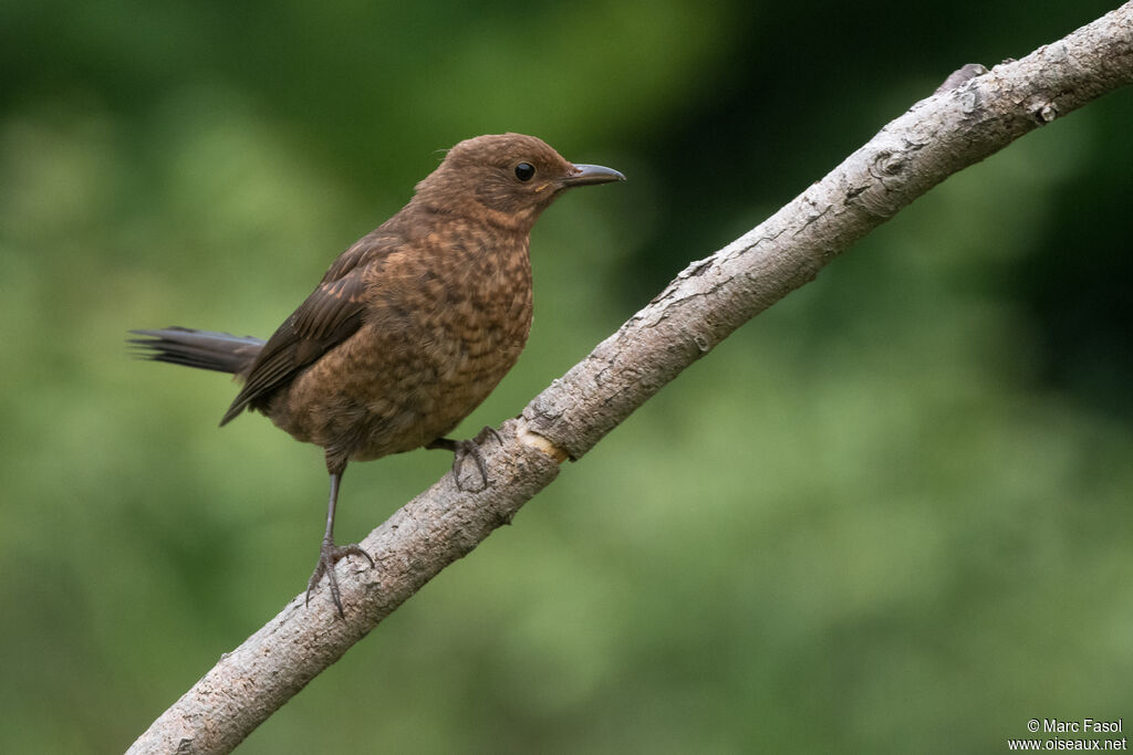 Common Blackbirdjuvenile, identification