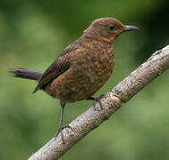 Common Blackbird