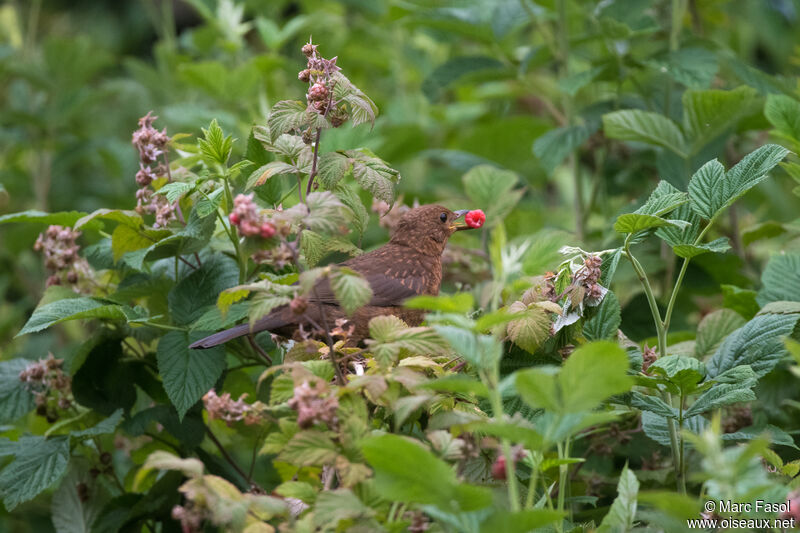 Common Blackbirdjuvenile, identification, feeding habits, eats