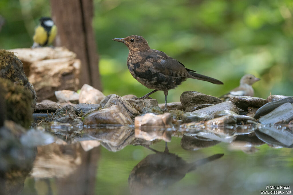 Common Blackbirdimmature, moulting