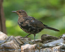 Common Blackbird