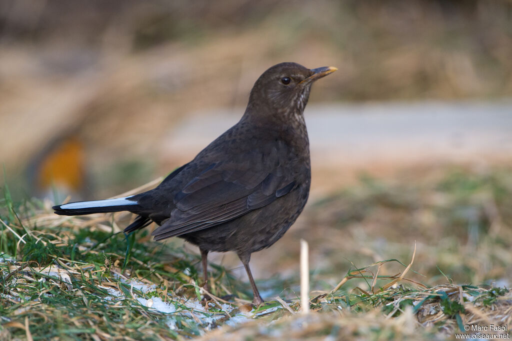 Common Blackbirdsubadult