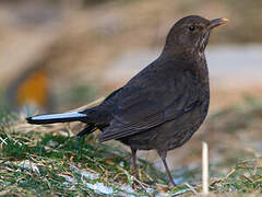 Common Blackbird