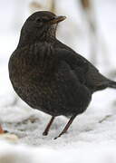 Common Blackbird