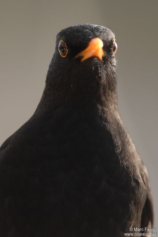 Common Blackbird male adult post breeding, Behaviour