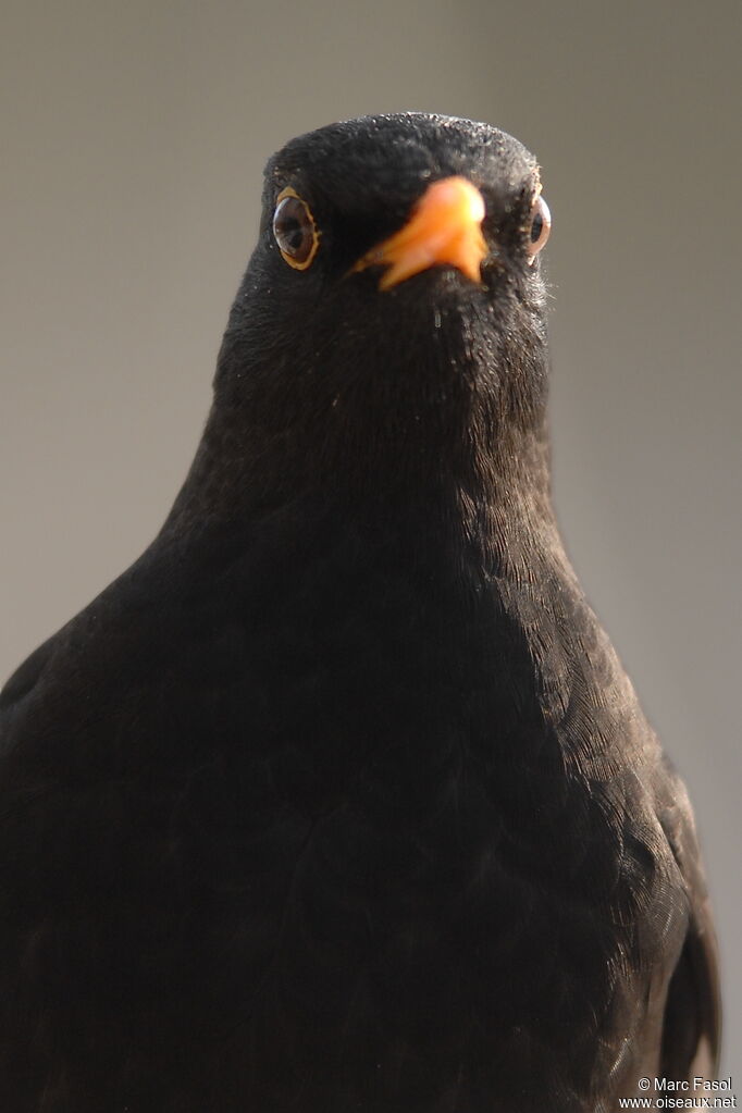 Common Blackbird male adult post breeding, Behaviour