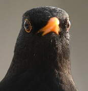 Common Blackbird