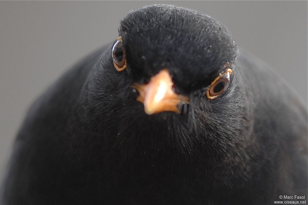 Common Blackbird male adult post breeding