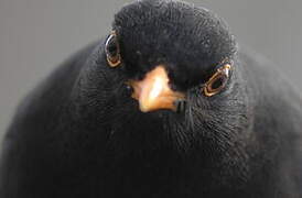 Common Blackbird