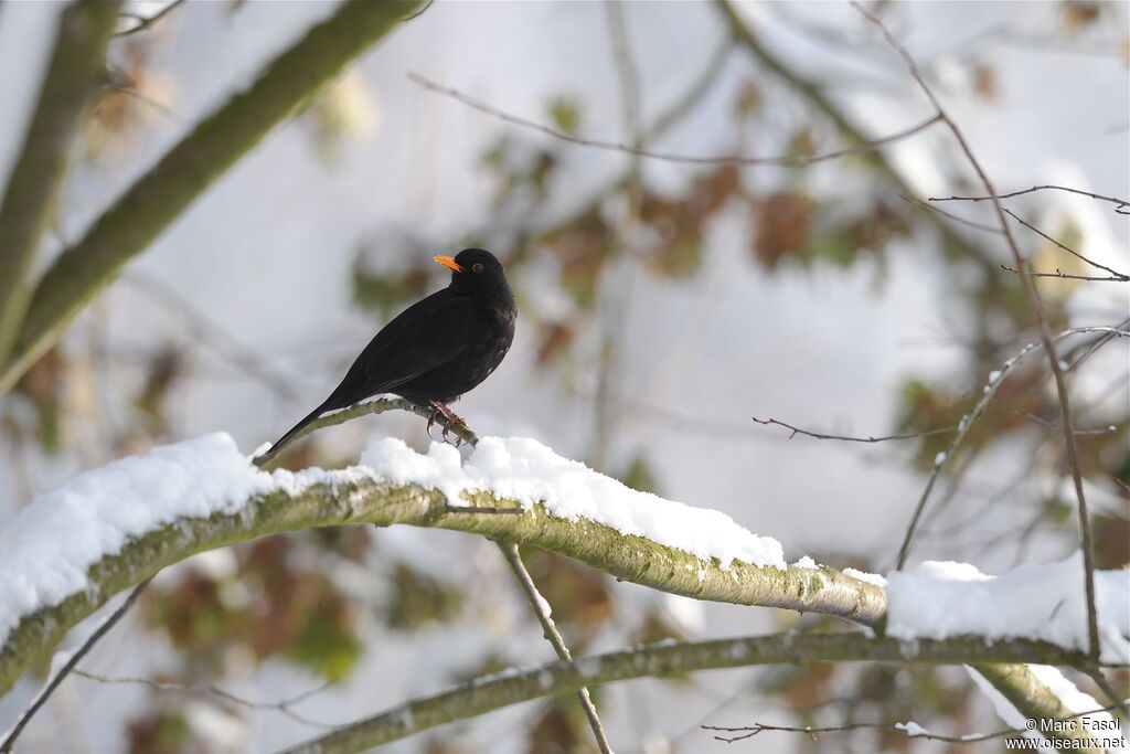 Common Blackbird male adult post breeding